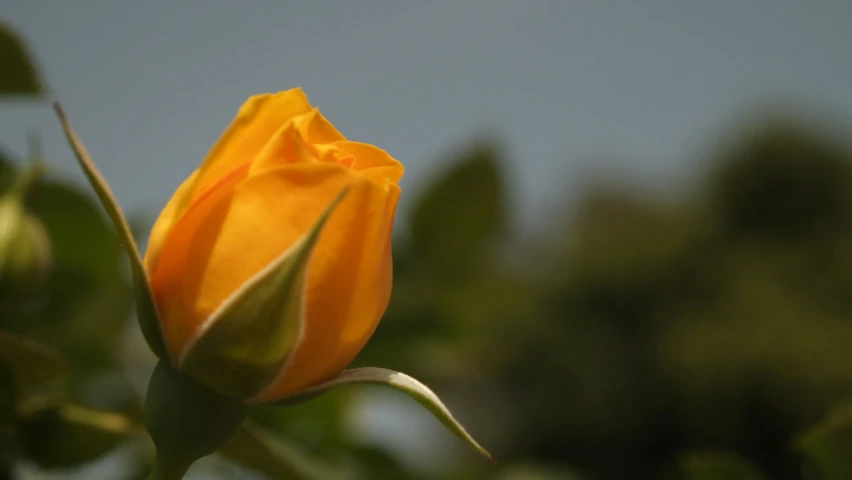 yellow rose blooms with several green leaves in the background