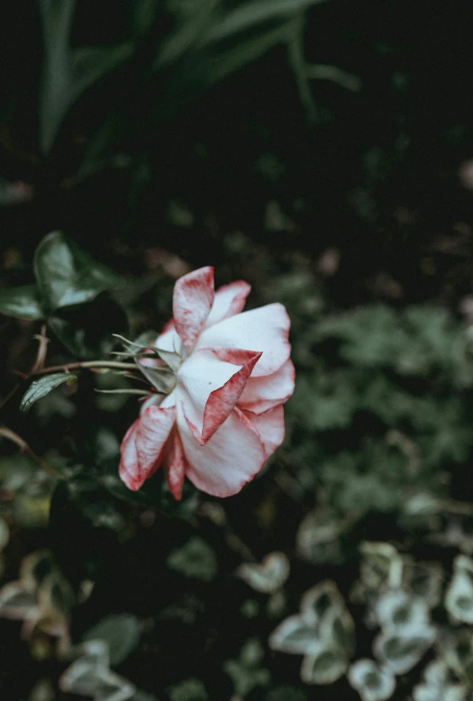 a flower that is growing on some plants