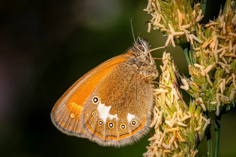 an orange and white erfly resting on some plants