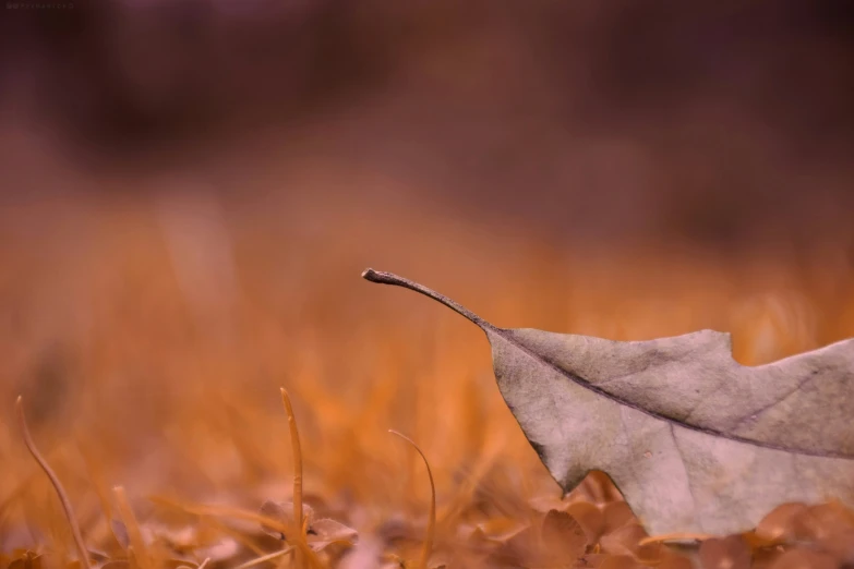 the image is looking down at a lone leaf