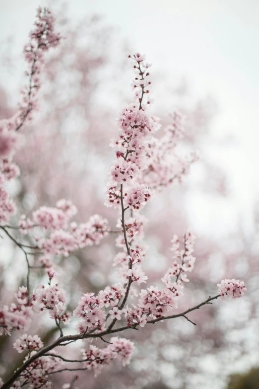 a small nch with small pink flowers on it