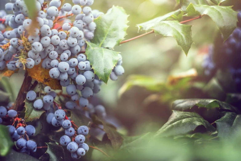 a close up of berry bushes and leaves