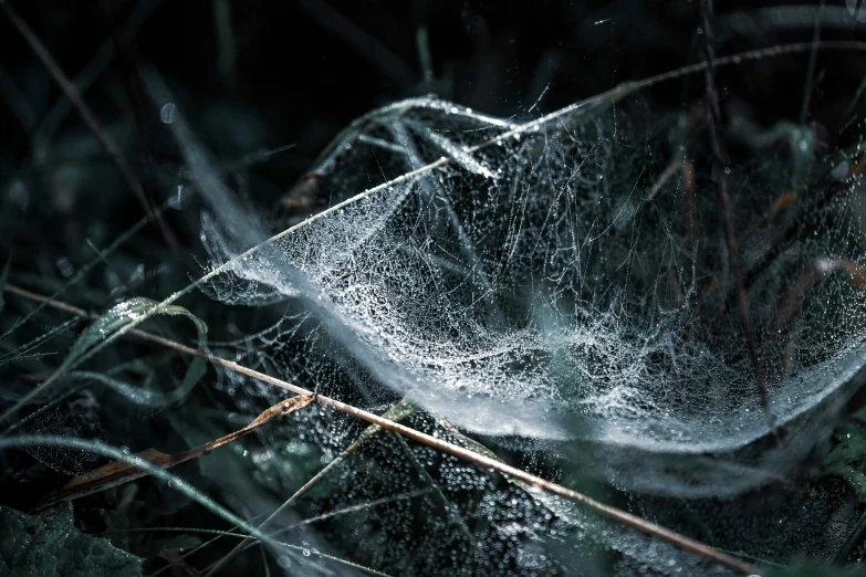 a close up of a frosted leaf on the ground