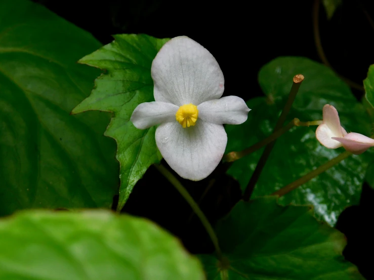 two white flowers next to a green leaf covered plant