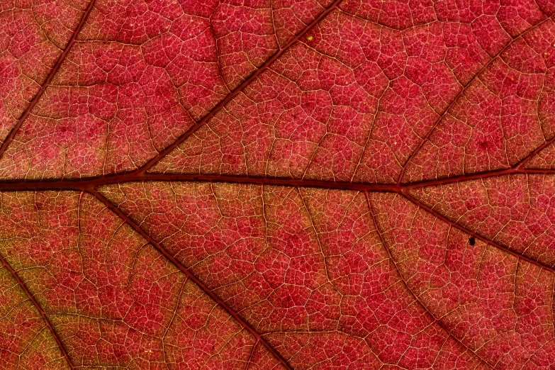 a red leaf's vein showing the fine lines of growth