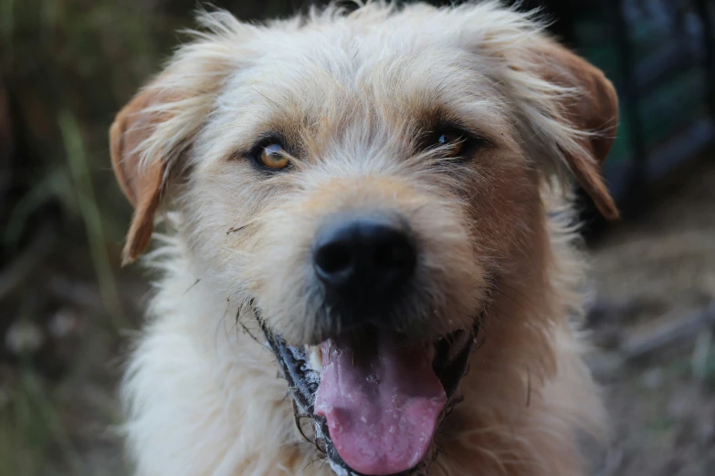 a close up po of a tan dog with its tongue out