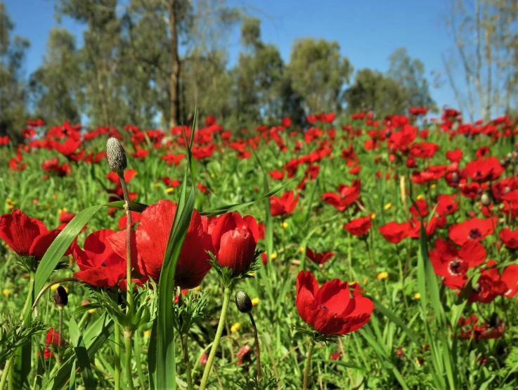 a field of red flowers with trees in the background