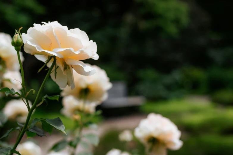 the white roses are blooming in the garden