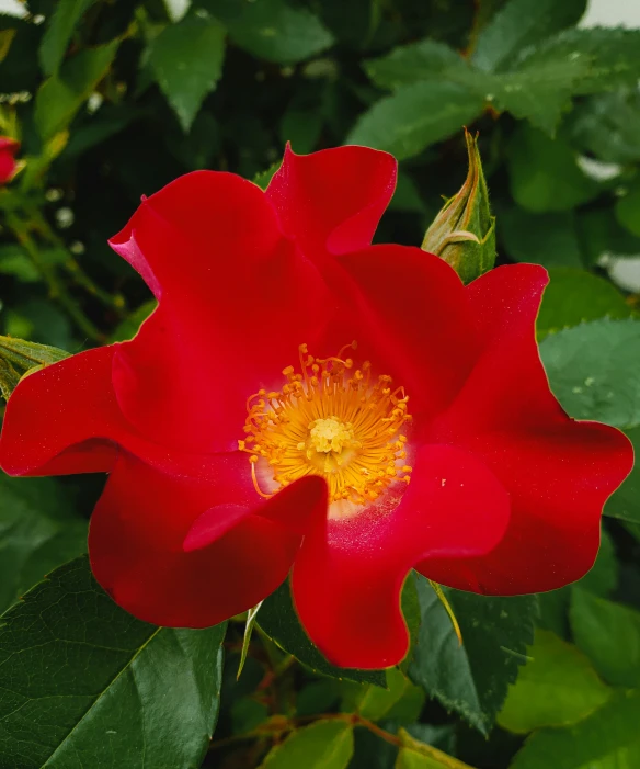 a red flower on the stem with green leaves