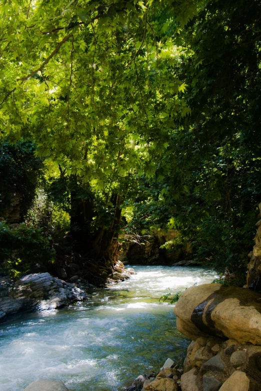 a river runs through the woods and trees