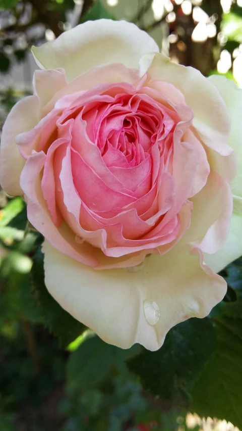 a white and pink rose with green leaves