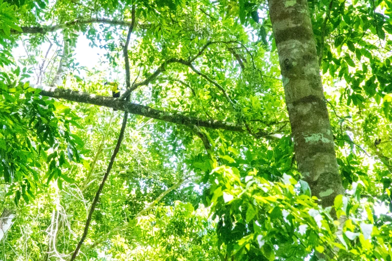 bird perched on a nch in a lush green forest