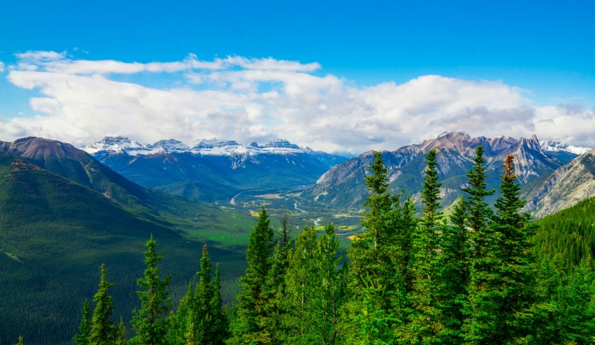 a green forest is in front of mountains with snow on them