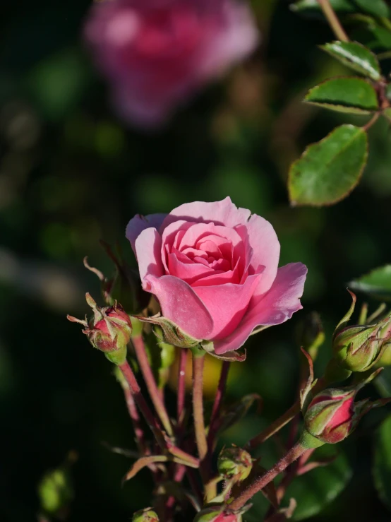 a pink rose with long stems in bloom