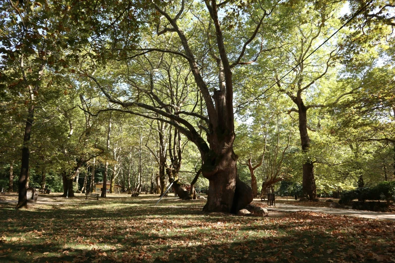 a field that has a large tree in it