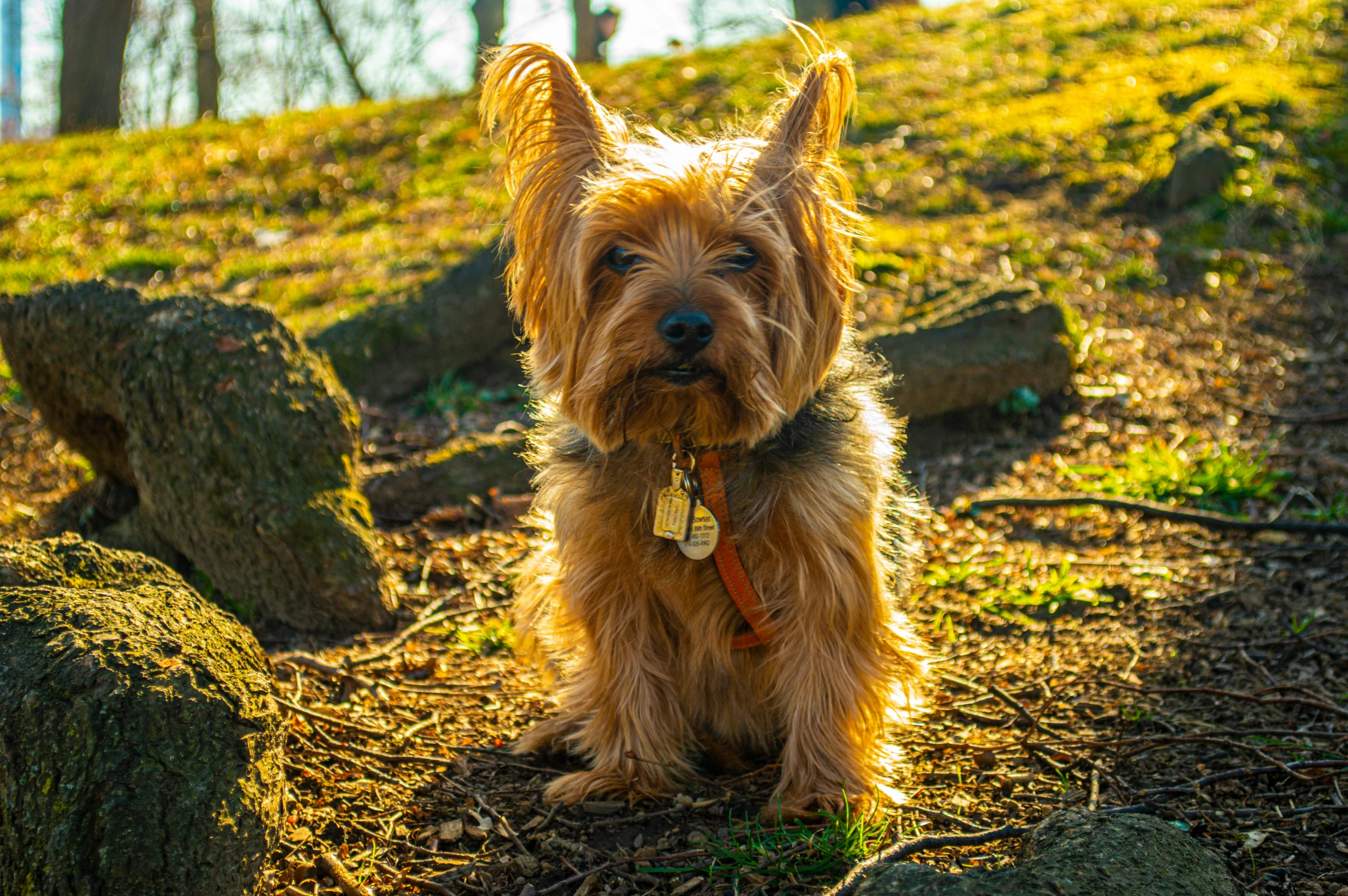 a small dog that is standing in the dirt