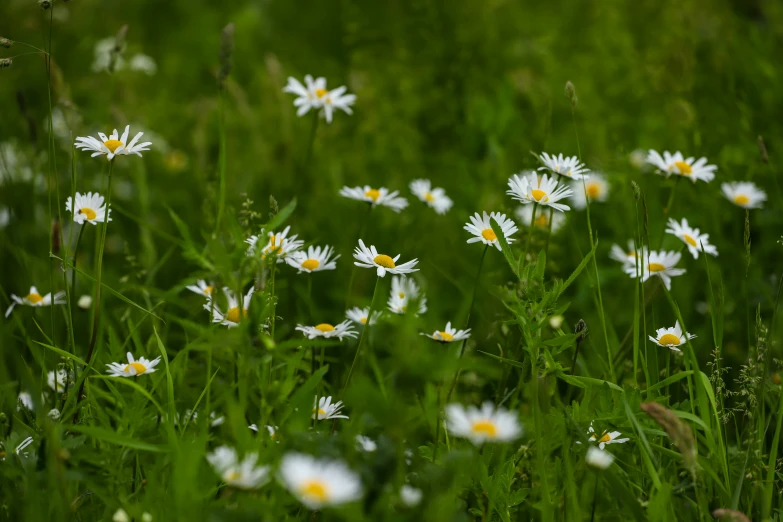 white flowers growing on a grassy patch of land