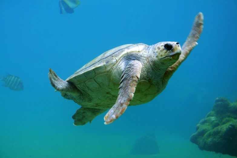 a turtle swimming above the water and looking for food