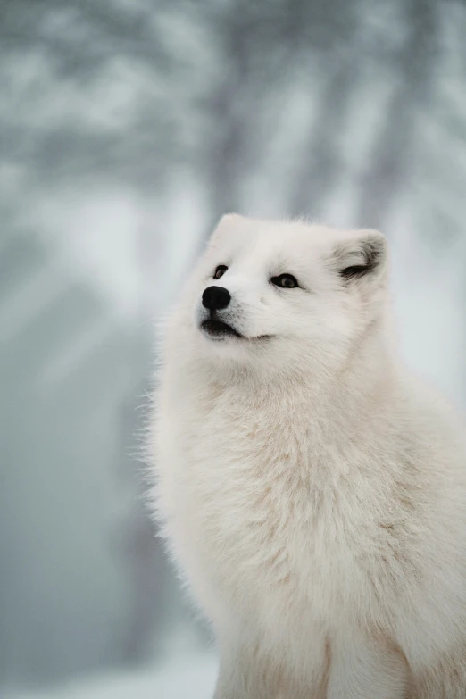 a small white fox is sitting in the snow