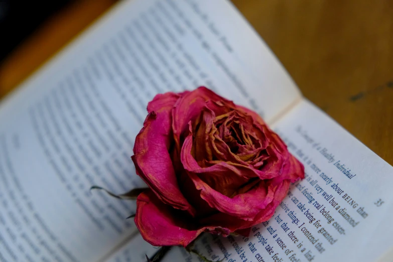 an open book with a single red rose on top