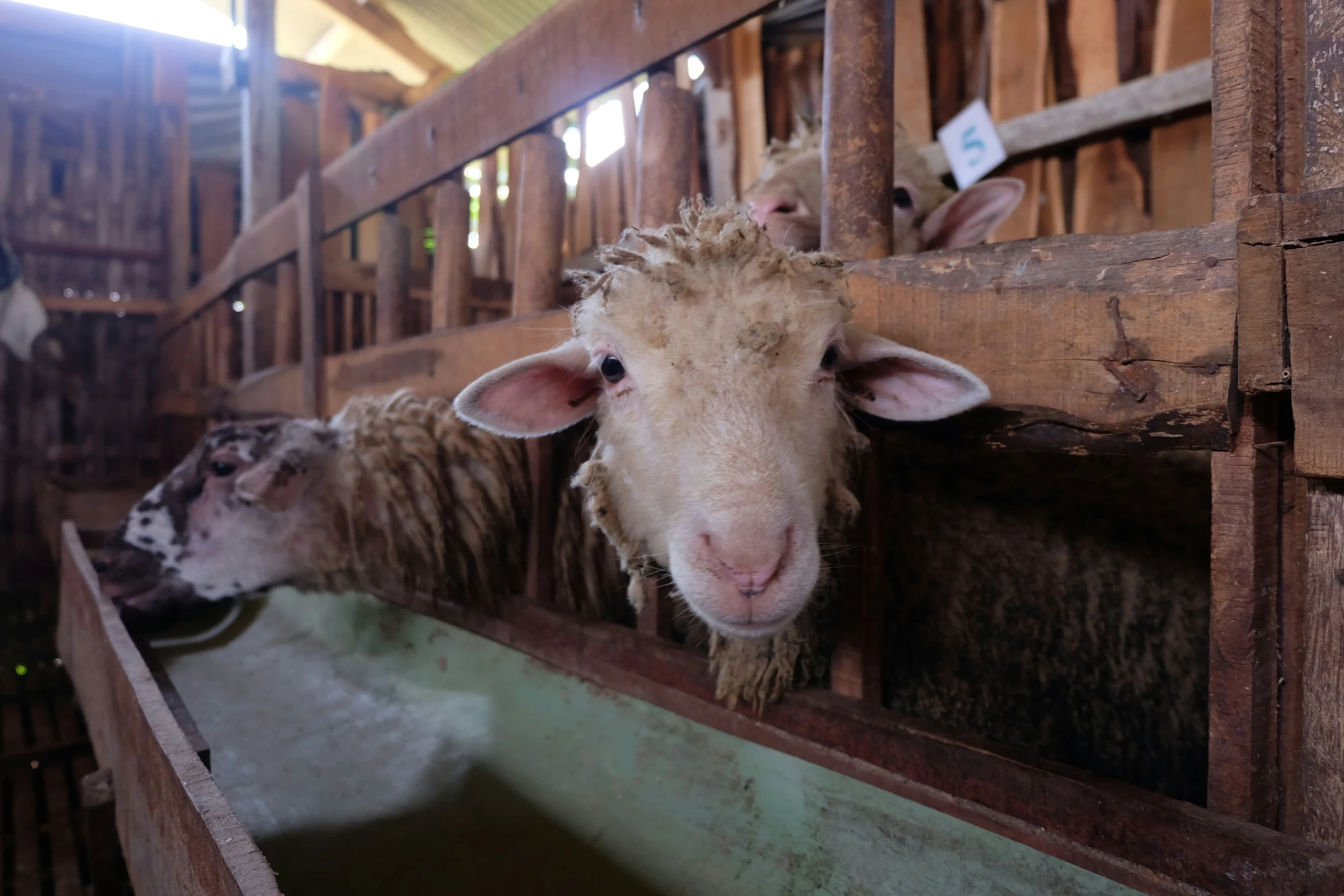 the sheep are looking out from behind the fence