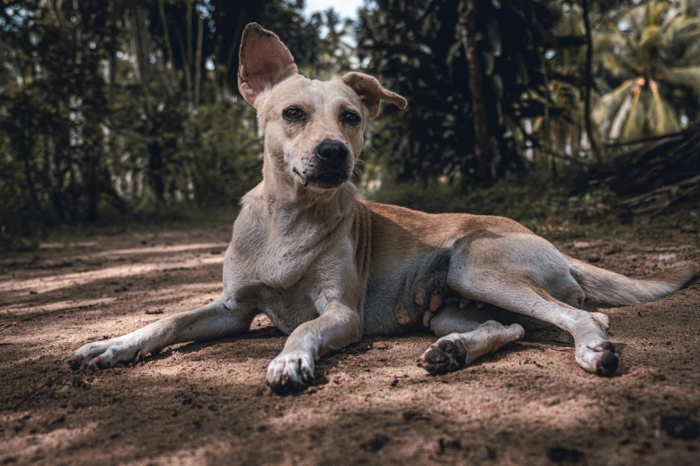 a dog laying in the dirt with forest behind it
