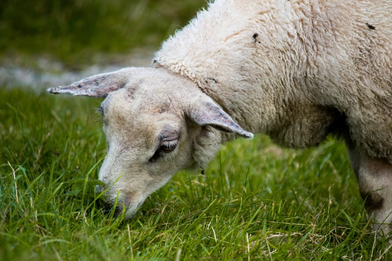 a sheep is bending down with its head on the grass