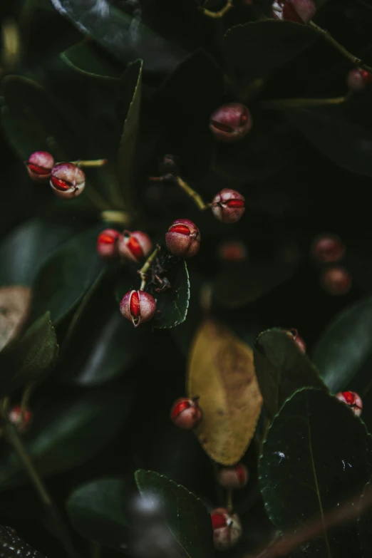 many red leaves on a bush with small buds