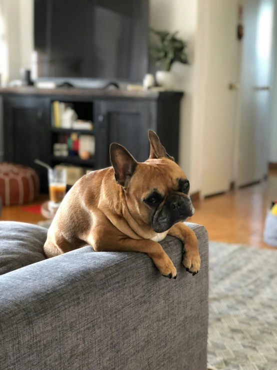 a small dog laying on top of a sofa