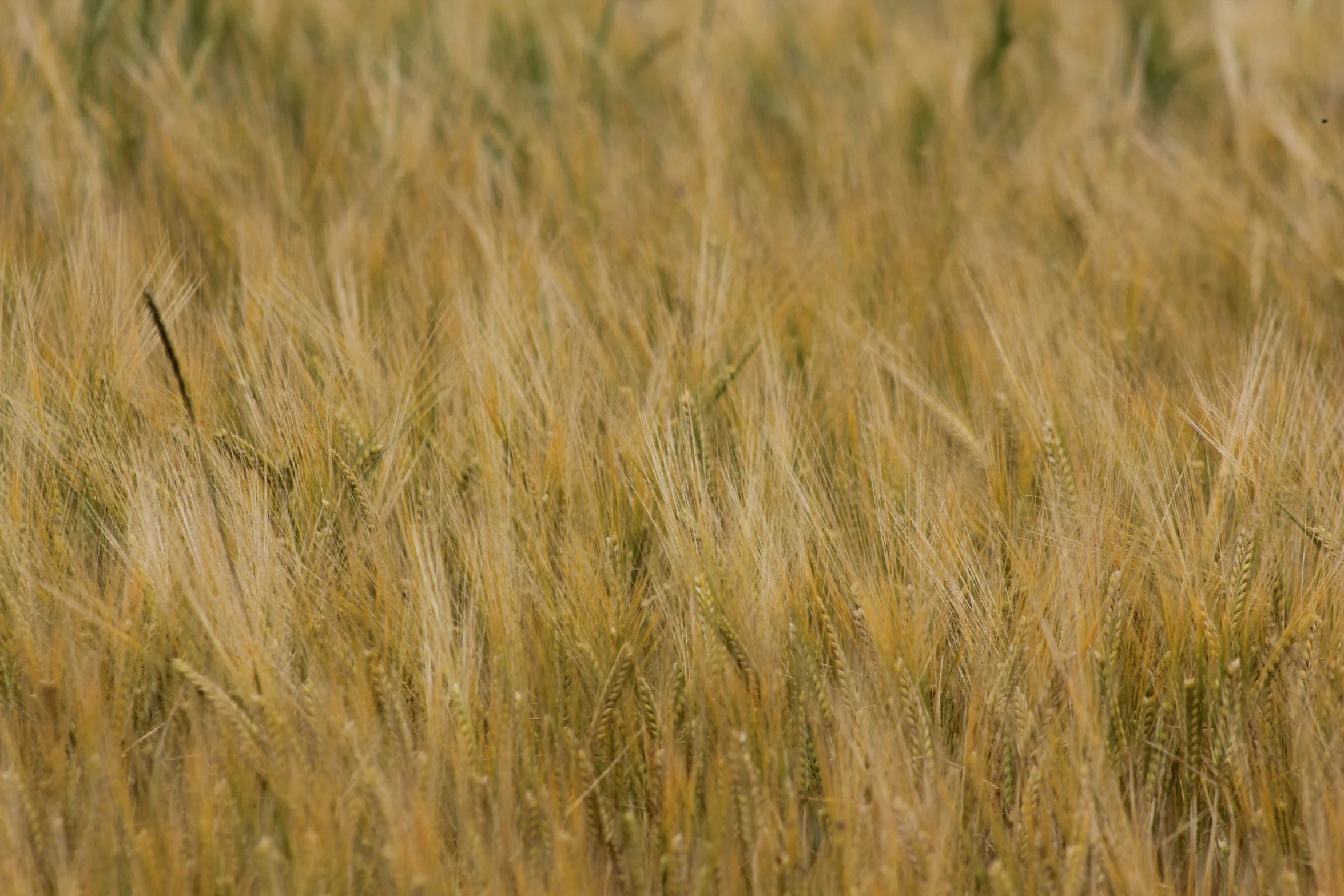 a small bird is perched in the middle of the tall grass