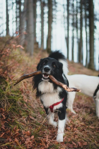 two dogs holding stick walking in woods with leaf strewn ground