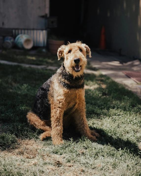 a brown and black dog sitting on top of green grass