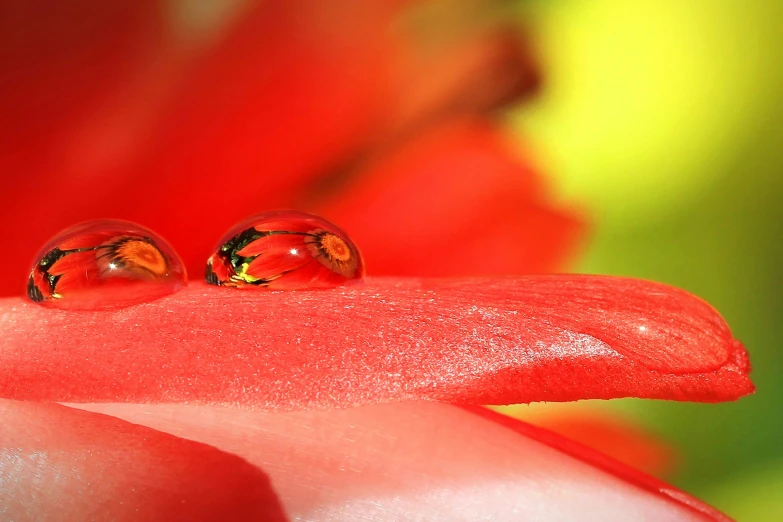 two shiny round objects sticking out of the flower's surface