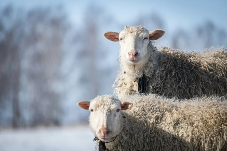 two sheep standing next to each other in the snow