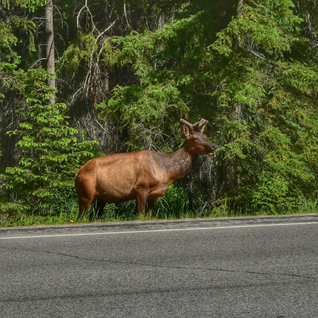 the antelope is standing on the side of the road