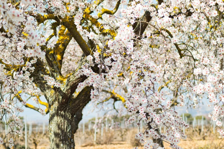 a large tree with lots of white flowers