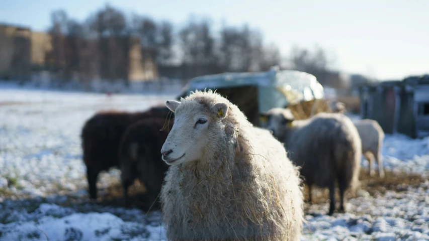 sheep are outside in the snow with other animals behind