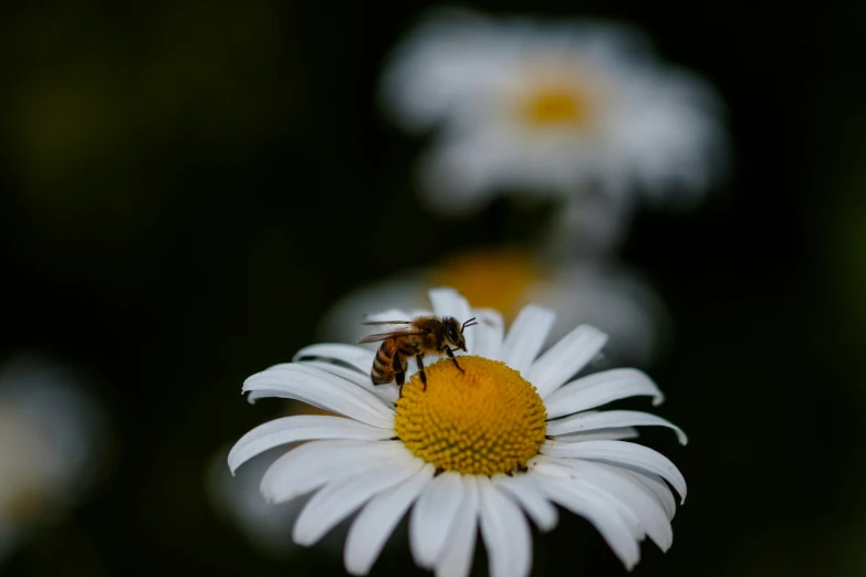 bee on white and yellow flower with blurry background