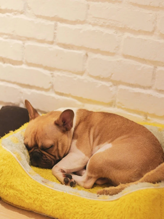 two dogs laying on a small blanket in a living room