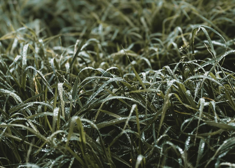 wet grass with water drops in the middle