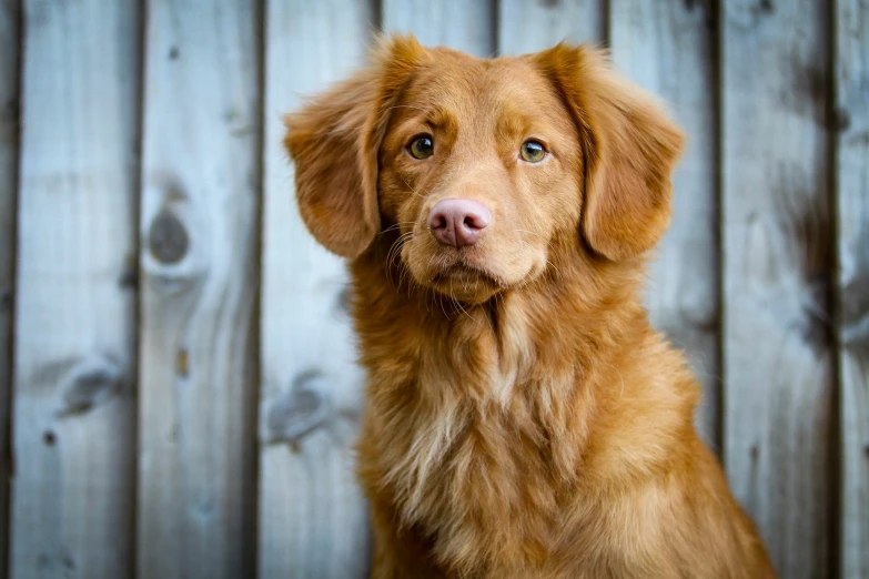 a brown dog looking up with blue eyes and whimsical fur on it