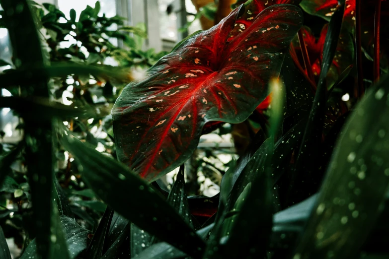 a red leaf on a plant in the sun