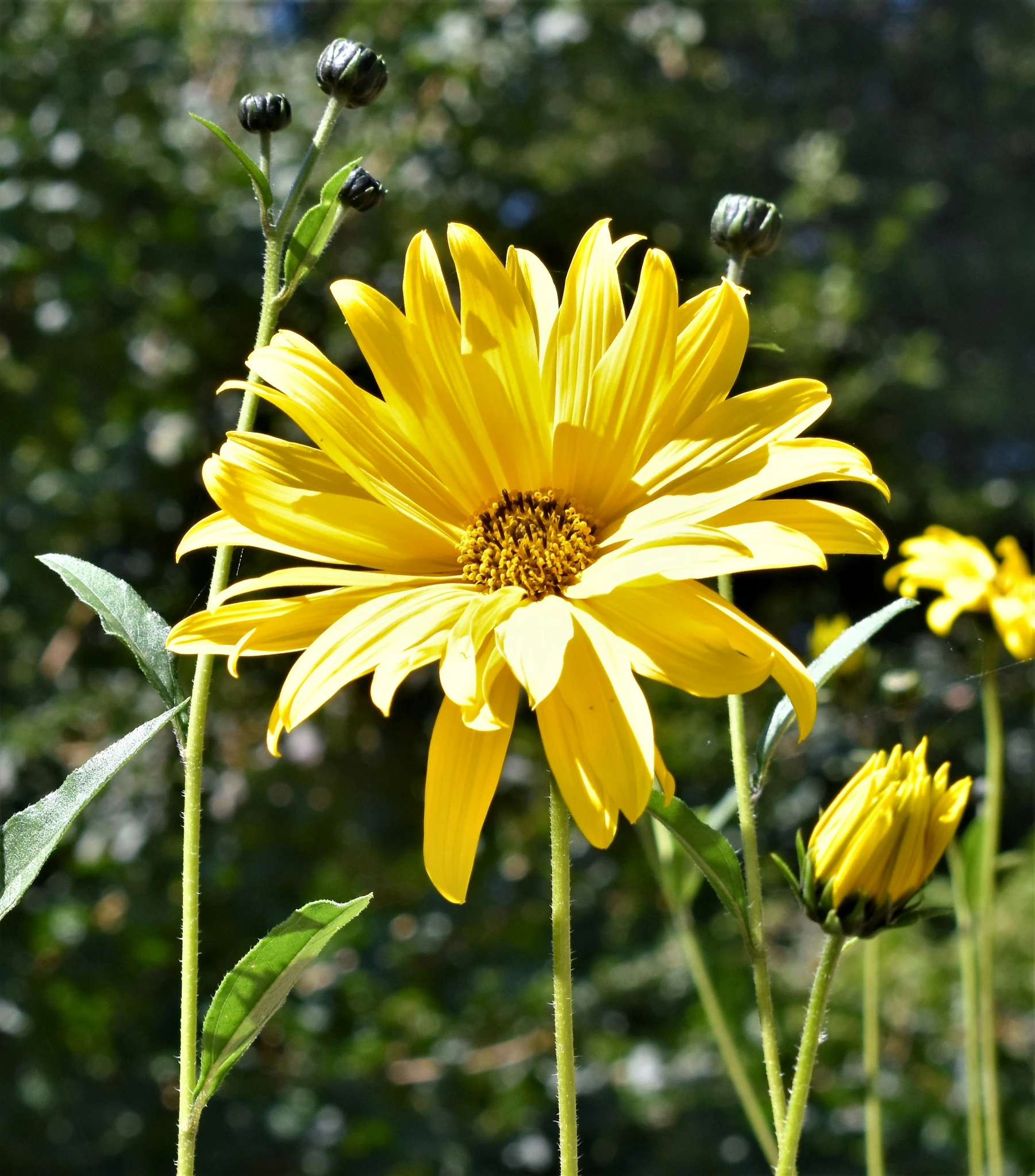 three yellow flowers are together in a garden