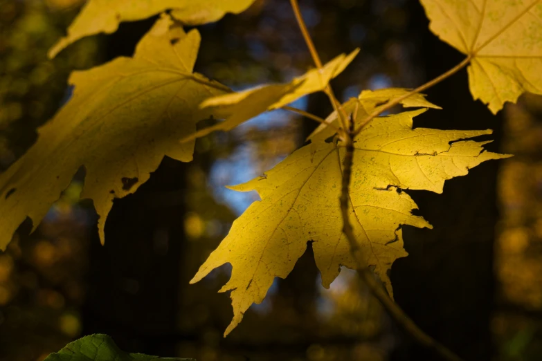 the yellow leaves are not very shiny