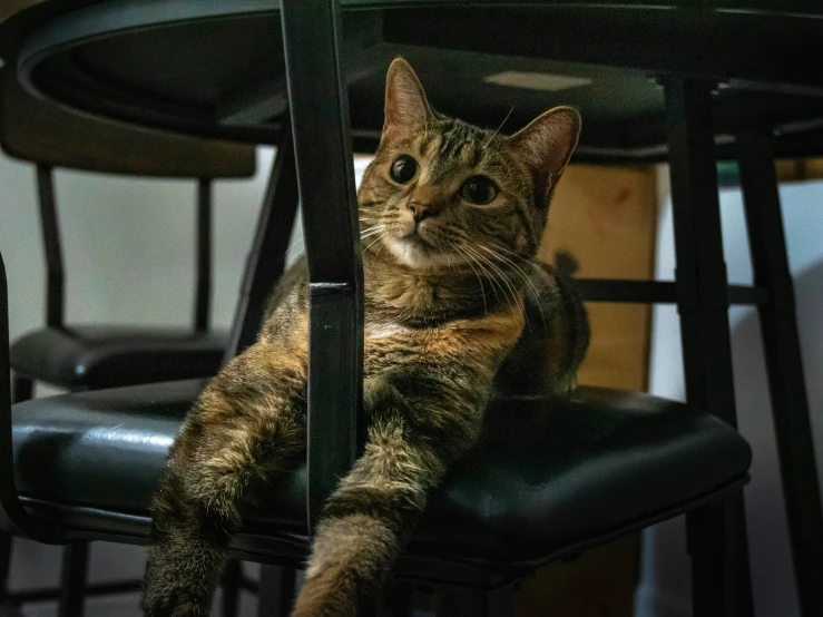 an animal that is laying down on a chair