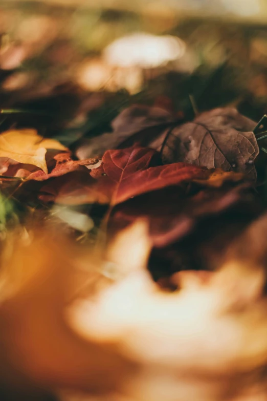 the leaves are all around the ground with a blurry background