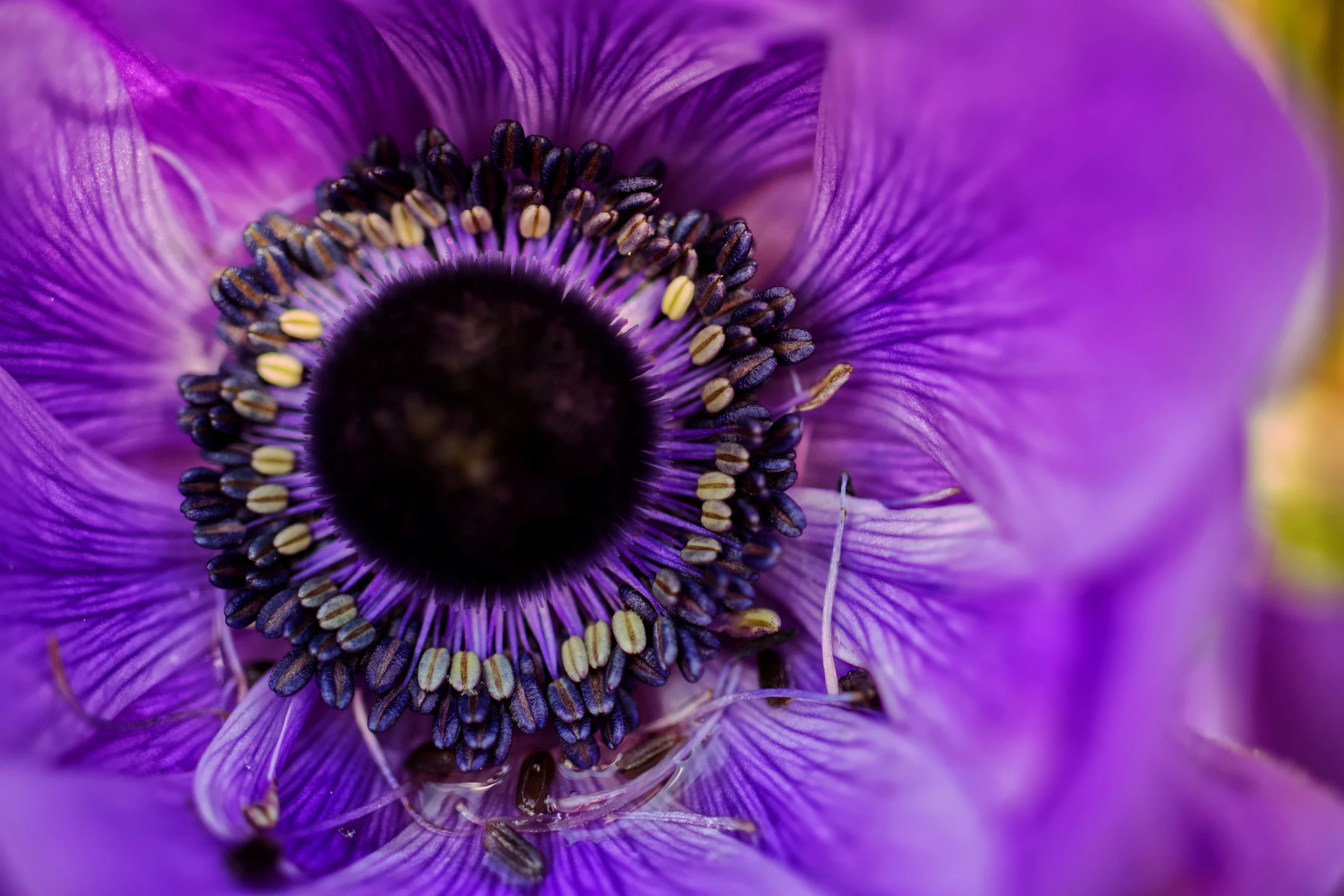 the center of a purple flower with a bee crawling through it