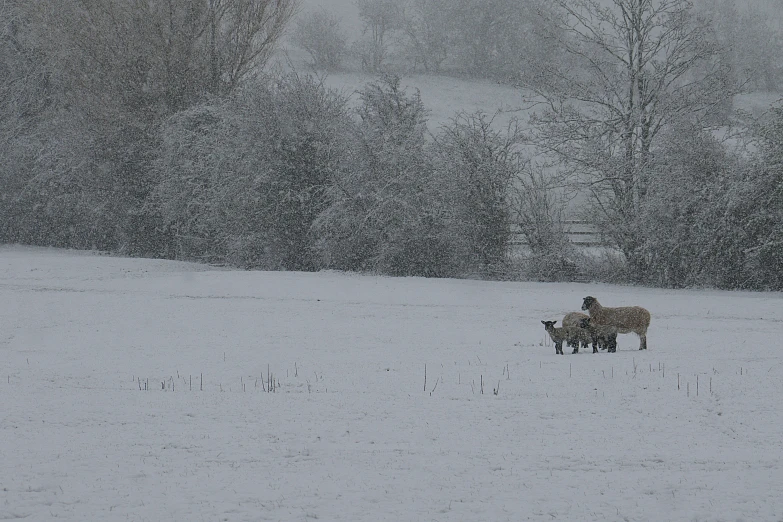 a herd of sheep standing on top of a snow covered field