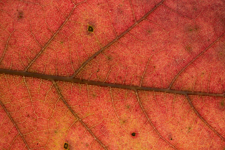 a close up view of a leaf with only one plant in the foreground