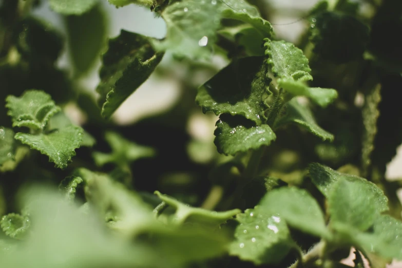 green leaves with drops of water on them